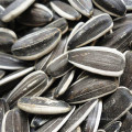 Sementes de girassol da nova safra 2016 sementes de tipo longo